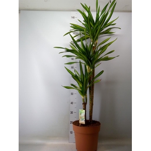 Dracaena frag. 'Riki'