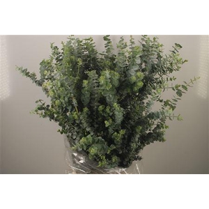 Euc Baby Blue Per Bunch 200 Gram