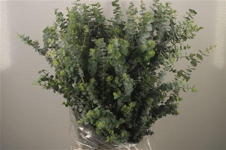 <h4>Euc Baby Blue Per Bunch 200 Gram</h4>