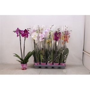 Phal Gem 5 Kl