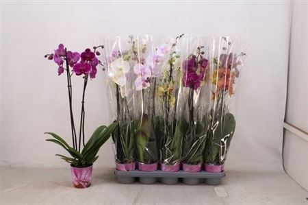<h4>Phal Gem 5 Kl</h4>