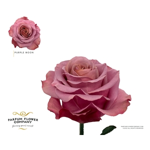 Rosa Garden Purple Moon