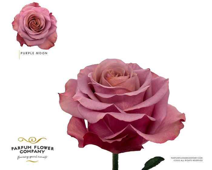 <h4>Rosa Garden Purple Moon</h4>