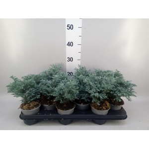 Chamaecyparis pis. 'Sky Blue'