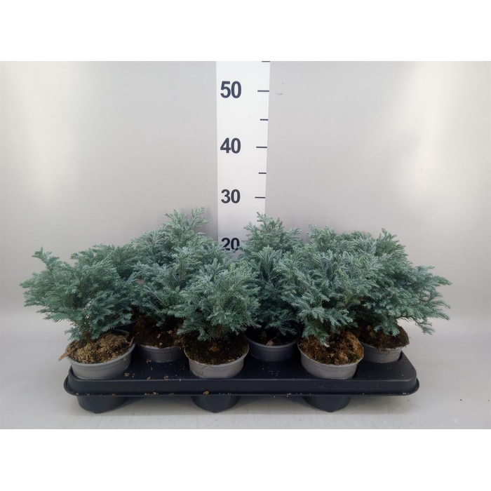 <h4>Chamaecyparis pis. 'Sky Blue'</h4>