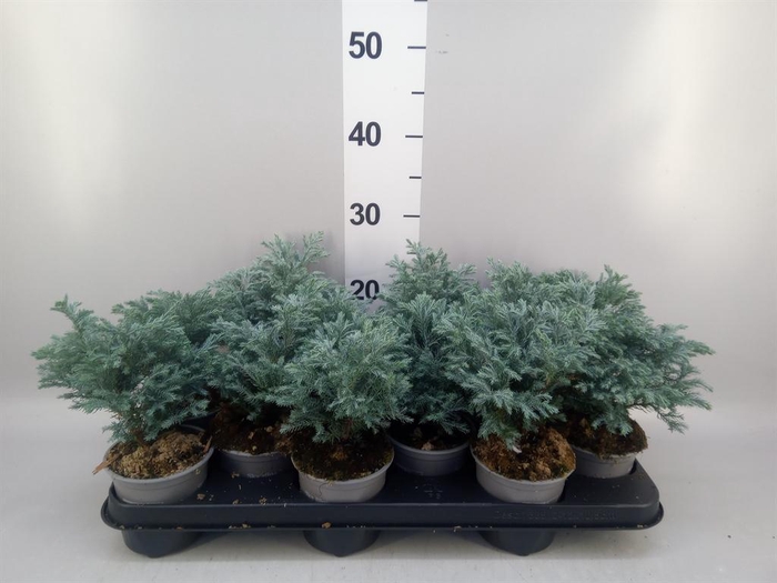 <h4>Chamaecyparis pis. 'Sky Blue'</h4>
