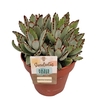 Kalanchoe tomentosa
