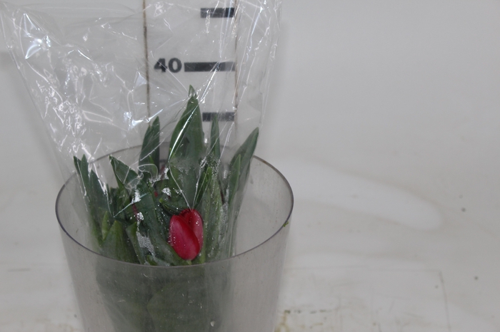 <h4>TULIPA VERMELHO</h4>