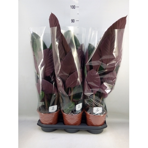 Calathea warscewiczii