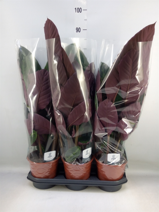 <h4>Calathea warscewiczii</h4>