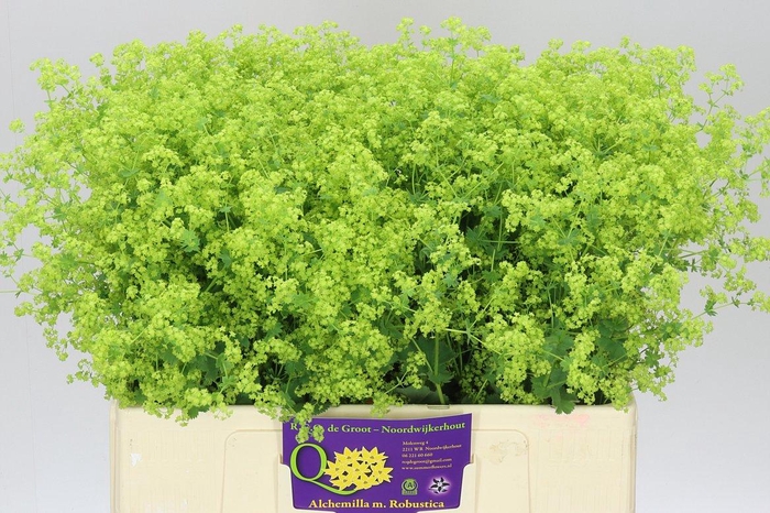 <h4>Alchemilla Robustica</h4>