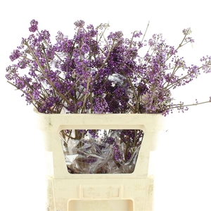 Callicarpa Bod Profu 80 Cm Extra