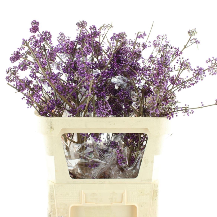 <h4>Callicarpa Bod Profu 80 Cm Extra</h4>