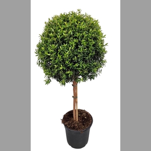 MYRTUS COM