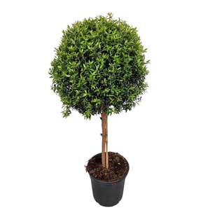 MYRTUS COM