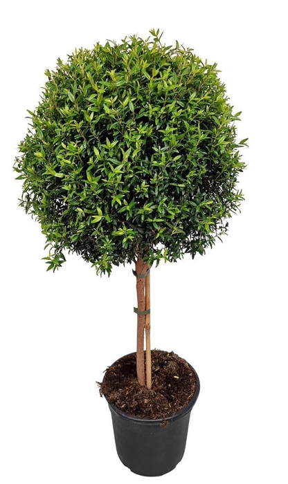 MYRTUS COM