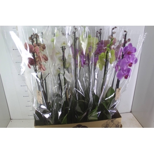 PHALAENOPSIS P12 2 HT