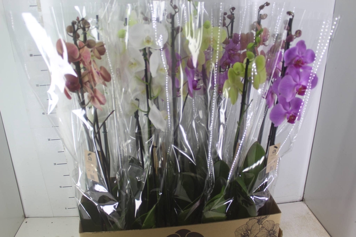 <h4>PHALAENOPSIS P12 2 HT</h4>