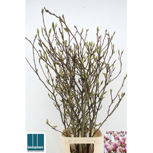 MAGNOLIA GRANDIFLORA