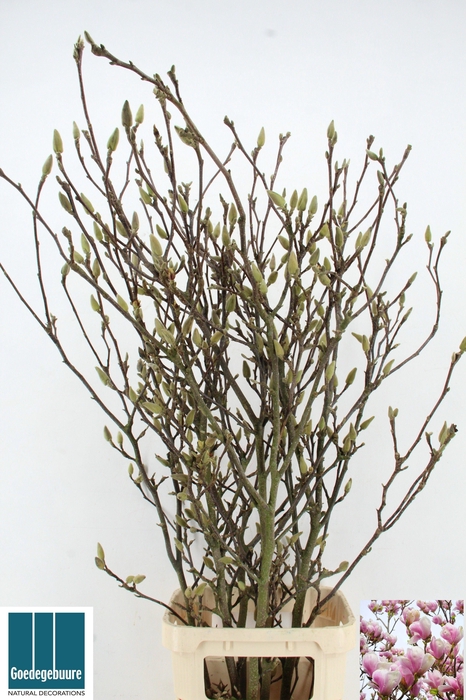 <h4>MAGNOLIA GRANDIFLORA</h4>
