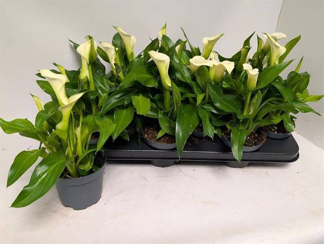 zantdeschia blanc tissu ceramique