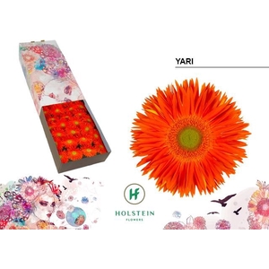 Gerbera Spider Yari Doos