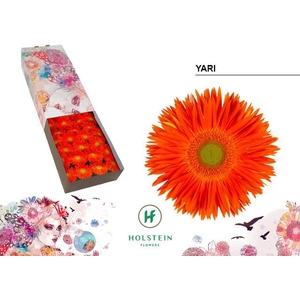 Gerbera Spider Yari Doos