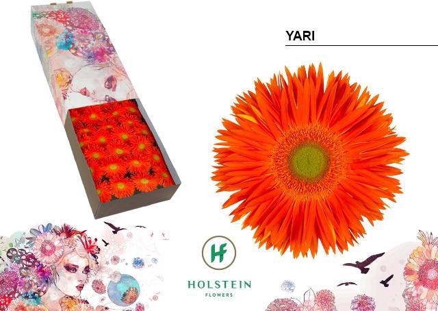 <h4>Gerbera Spider Yari Doos</h4>