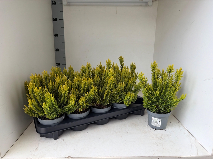 <h4>CALLU SKYLINE GEM</h4>