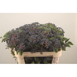 Viburnum  'Dark Blue Hermania'
