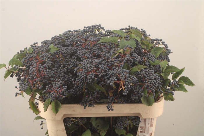 <h4>Viburnum 'Dark Blue Hermania'</h4>