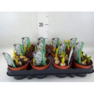 Ornithogalum balansae