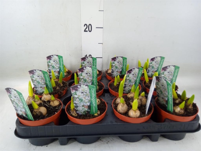 <h4>Ornithogalum balansae</h4>