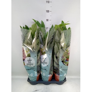 Calathea rufibarba 'Miroscha'