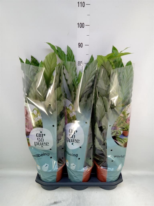 <h4>Calathea rufibarba 'Miroscha'</h4>