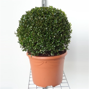 Buxus sempervirens bol 30