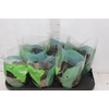 BEGONIA DARK MAMBO P15 PO