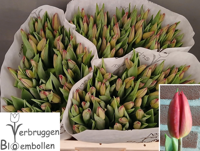 <h4>Tu En Strong Fire</h4>