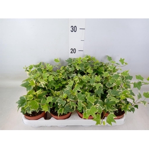 Hedera   ...variegated