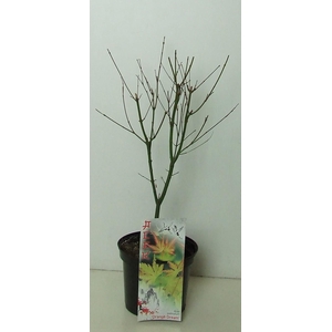 Acer palmatum 'Orange Dream' P19