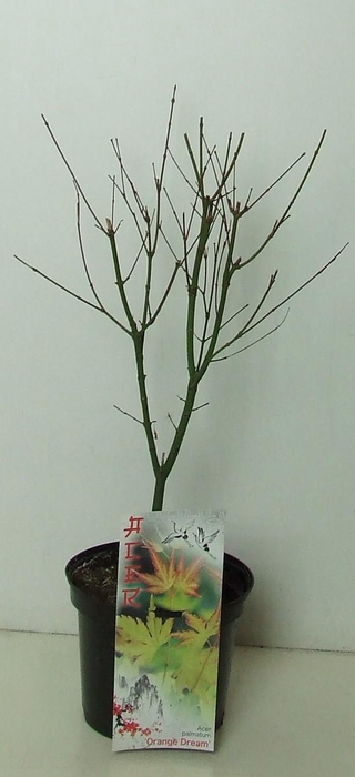 <h4>Acer palmatum 'Orange Dream' P19</h4>