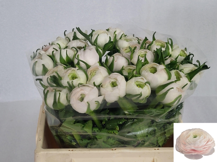 <h4>RAN SU HANOI</h4>