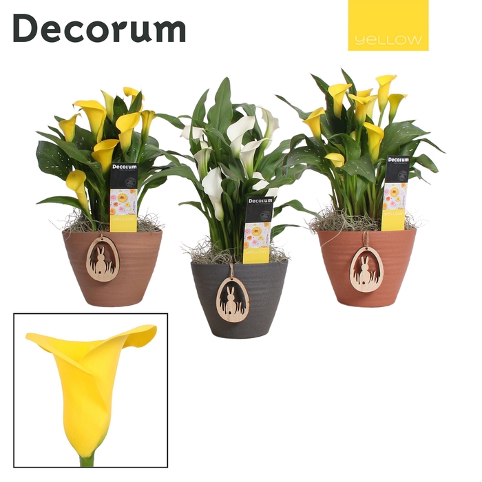 <h4>Zantedeschia Geel/Wit in Ompot Kaja PASEN (Decorum)</h4>