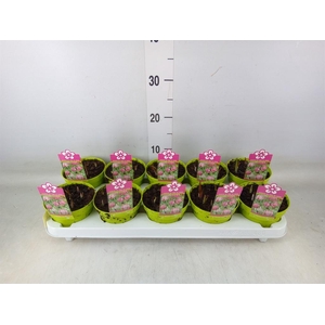 Fritillaria meleagris