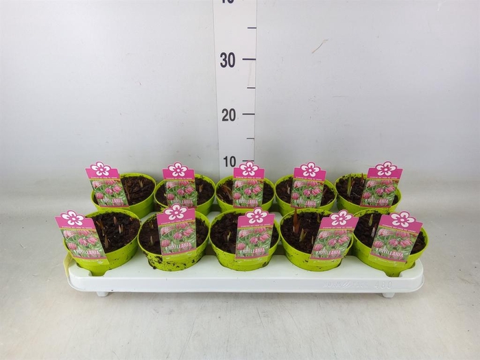 <h4>Fritillaria meleagris</h4>