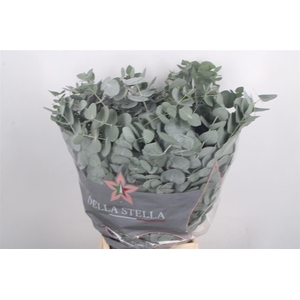 Euc Cinerea Per Bunch 200 Gram