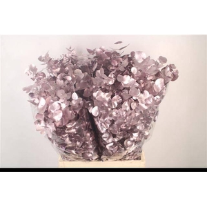 EUC CIN KLB P BOS H%