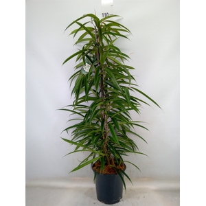 Ficus binn. 'Alii'