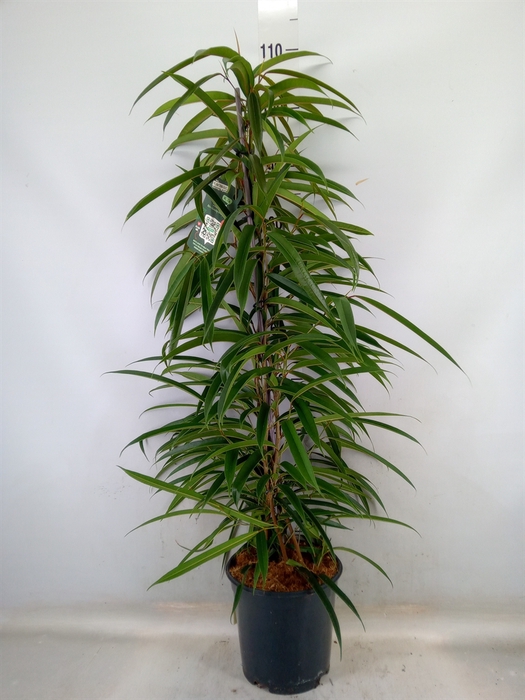 <h4>Ficus binn. 'Alii'</h4>