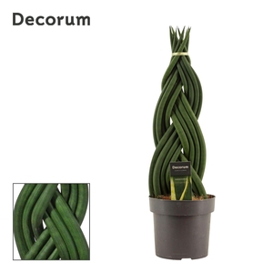 Sansevieria Cylindrica 17 cm Braid (Decorum)